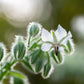 50 WHITE BORAGE Borago Officinalis Bianca Herb Flower Seeds