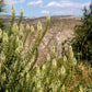 200 WHITE MIGNONETTE Reseda Alba Very FRAGRANT Flower Seeds