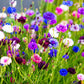 1000 Mixed BACHELORS BUTTON CORNFLOWER Centaurea Seeds