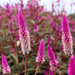 100 FLAMINGO FEATHER Wheat CELOSIA Spicata Pink & White Flower Seeds