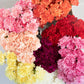 100 RAINBOW CARNATION Mix Mixed Colors Dianthus Caryophyllus Flower Seeds