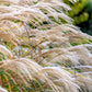 10 RED MAIDEN GRASS Miscanthus Sinensis Plumes Ornamental Flower Seeds
