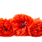 100 Giant Double RED PEONY POPPY Papaver Peoniflorum Flower Seeds