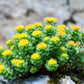 25 ROSEROOT STONECROP Golden Rose Root Sedum Rhodiola Rosea Yellow Succulent Flower Seeds