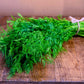 2500 BOUQUET DILL Anethum Graveolens Herb Flower Seeds