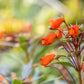 40 CHILEAN GLORY VINE Eccremocarpus Scaber Flower Seeds