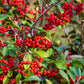 20 SILVER BUFFALOBERRY Shepherdia Argentea Red Fruit Native Bullberry Berry Shrub Seeds