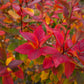 50 Northern HIGHBUSH BLUEBERRY BUSH Vaccinium Fruit Shrub Blue Berry White Flower Seeds