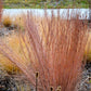 300 LITTLE BLUESTEM GRASS Schizachyrium Scoparius Seeds