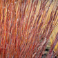 300 LITTLE BLUESTEM GRASS Schizachyrium Scoparius Seeds
