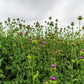 100 ORGANIC Blessed MILK THISTLE Silybum Marianum Hummingbird Purple Flower Seeds