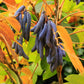 7 BLUE SAUSAGE FRUIT Edible & Ornamental Decaisnea Fargesii Tree Shrub Seeds