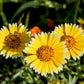 500 TIDY TIPS Layia Platyglossa Native Yellow & White Flower Seeds