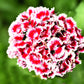 50 HOLBORN GLORY DIANTHUS Barbatus Red & White Sweet William Flower Seeds