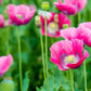 1000 PEPPERBOX POPPY MIX Papaver Somniferum Mixed Colors Red Violet Flower Seeds