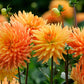 25 CACTUS DOUBLE DAHLIA Mix Variabilis Mixed Colors Hummingbird Flower Seeds