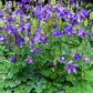 100 PURPLE COLUMBINE Aquilegia Vulgaris Flower Seeds