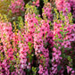 100 MIXED COLORS VERBASCUM Verbascum Phoeniceum Flower Seeds