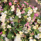 30 WESTERN SNOWBERRY Shrub White Pink Flower Symphoricarpos Occidentalis Seeds