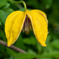 10 Yellow CLEMATIS RADAR LOVE Vine Climber Clematis Tangutica Flower Seeds