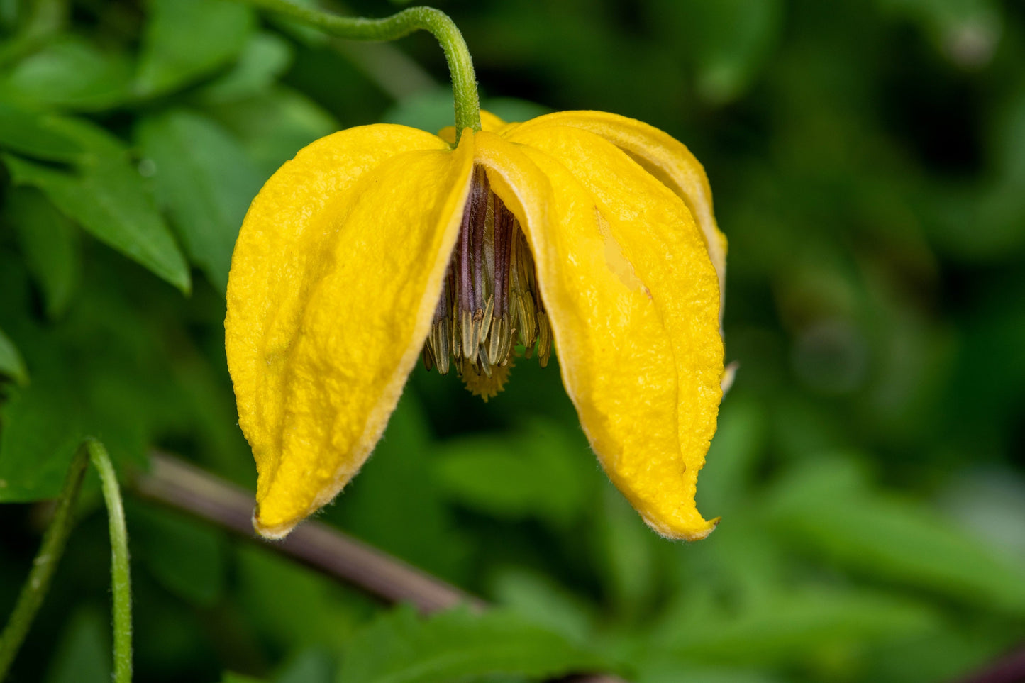 10 Yellow CLEMATIS RADAR LOVE Vine Climber Clematis Tangutica Flower Seeds