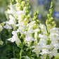 250 WHITE SNOWFLAKE SNAPDRAGON Antirrhinum Majus Flower Seeds