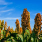 100 DALE SORGHUM Bicolor Syrup Flour Grain Vegetable Seeds