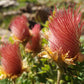 25 PRAIRIE SMOKE Geum Triflorum Purple Prairie Avens Pink Flower Seeds