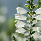 50 WHITE Showy OBEDIENT PLANT False Dragon Head Physostegia Virginiana Flower Seeds