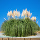 200 WHITE PAMPAS GRASS Cortaderia Selloana Ornamental Flower Seeds