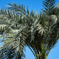 10 PYGMY DATE PALM Phoenix Roebelenii Dwarf Miniature Ornamental Fruit Tree Houseplant Seeds