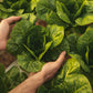 3000 PARRIS ISLAND Romaine LETTUCE Lactuca Sativa Vegetable Seeds