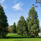 40 GIANT SEQUOIA Sequoiadendron Giganteum Sierra Redwood Tree Seeds