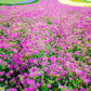 1000 TALL CATCHFLY (Campion / None So Pretty) Silene Armeria Pink Flower Seeds