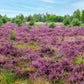 100 Scotch TRUE HEATHER Shrub Scot's Purple Pink Flower Calluna Vulgaris Seeds