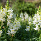 250 WHITE SNOWFLAKE SNAPDRAGON Antirrhinum Majus Flower Seeds
