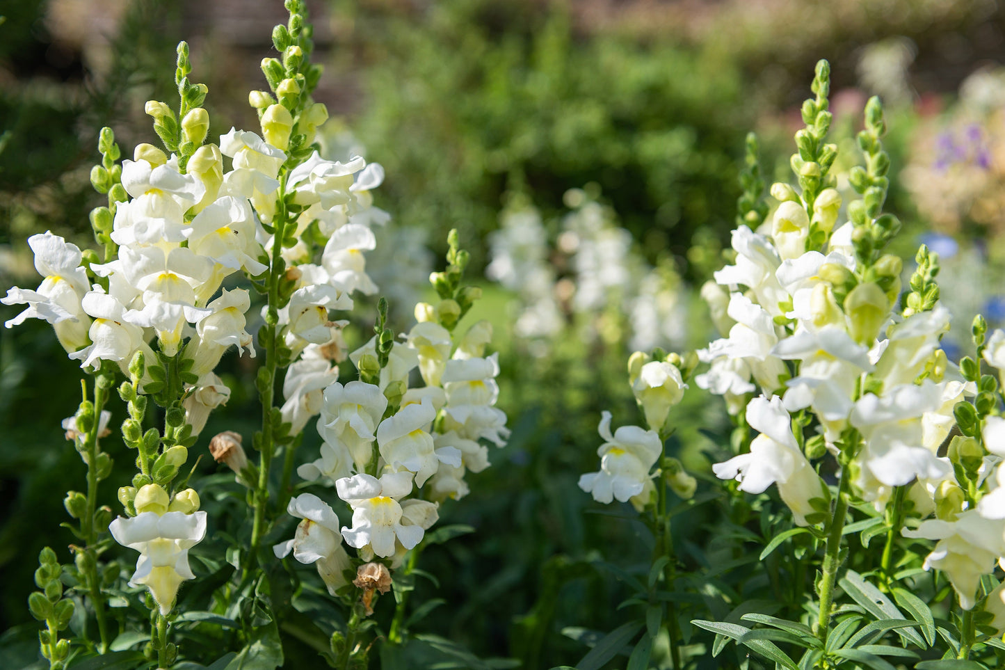 250 WHITE SNOWFLAKE SNAPDRAGON Antirrhinum Majus Flower Seeds