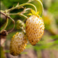 100 YELLOW WONDER STRAWBERRY Everbearing Heirloom Alpine Fragaria Vesca Yellow Berry Fruit Seeds