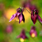 100 ORIENTAL COLUMBINE Plum & White Aquilegia Vulgaris Flower Seeds