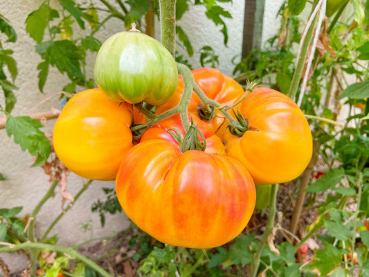 50 PINEAPPLE TOMATO Heirloom Beefsteak Indeterminate Solanum Fruit Vegetable Seeds