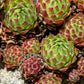 50 MOUNTAIN HOUSELEEK Hens & Chicks Sempervivum Montanum Green Red / Pink Flower Houseplant Seeds