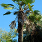 10 WAGNER WINDMILL PALM Dwarf Chusa Trachycarpus Fortunei Wagnerianus Tree Houseplant Seeds