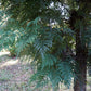 35 SILKY OAK TREE Orange Flower Southern Silver Oak Grevillea Robusta Seeds