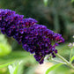 100 MIXED Colors BUTTERFLY BUSH Buddleja Davidii Flower Shrub Seeds