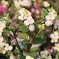 25 COMMON SNOWBERRY - WHITE Berries Pink Flowers Symphoricarpos Alba Shrub Seeds