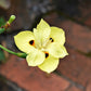 20 YELLOW AFRICAN IRIS Fortnight Lily Dietes Bicolor Butterfly Flag Spanish Peacock Iris Flower Seeds