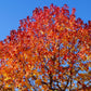 50 AMERICAN SWEETGUM Liquidambar Styraciflua Storax Alligator Sweet Gum Tree Seeds - Great Fall Color! Red Yellow Orange Purple