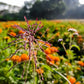 100 PURPLETOP GRASS Purple Tall Red Top Ornamental Triodia Flava Seeds