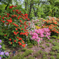 50 MIXED HYBRIDS RHODODENDRON spp. Mixed Colors - Red, Pink, Purple, White, Yellow, Orange Flower Sun or Shade Bush Shrub Seeds