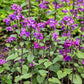 100 LUNARIA Biennis ( MONEY PLANT / Silver Dollar / Honesty / Moonwort / L Annua ) Flower Seeds
